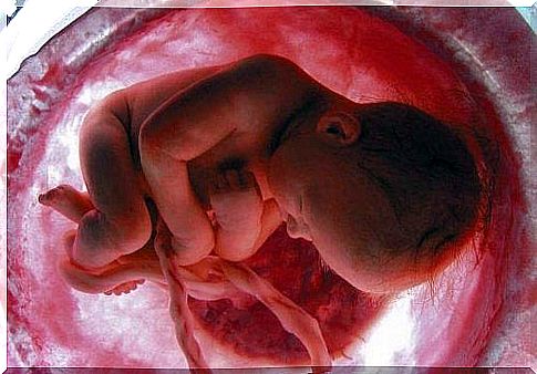 The umbilical cord nourishes your baby in the placenta