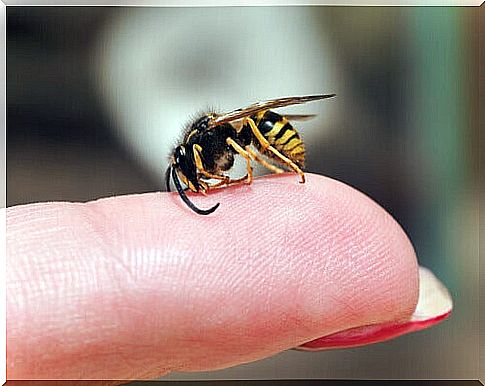 wasps can be dangerous